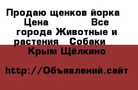 Продаю щенков йорка › Цена ­ 10 000 - Все города Животные и растения » Собаки   . Крым,Щёлкино